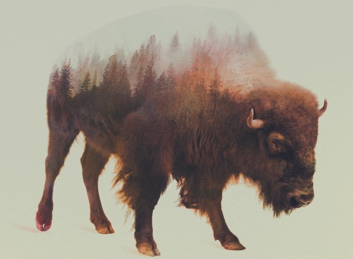 Bison by Andrea Lie, a leading double exposure visual artist